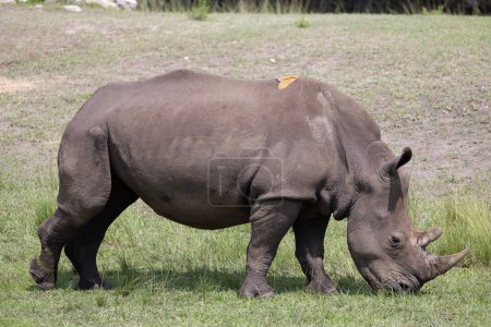 Téléchargez les photos : Un rhinocéros broutant dans un champ à St Augustine, Floride, USA par une journée ensoleillée - en image libre de droit