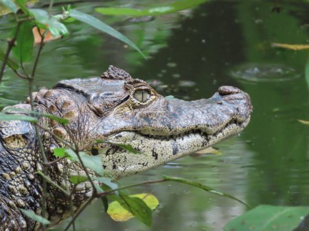 Téléchargez les photos : Une vue latérale de Caiman près de l'étang dans le zoo - en image libre de droit