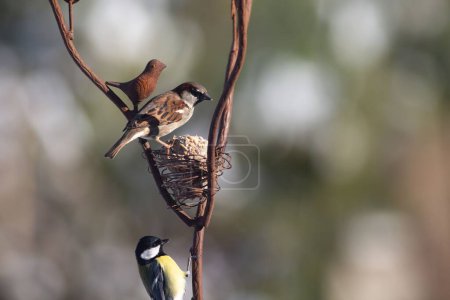 Foto de Un primer plano de dos gorriones en un árbol con un pequeño nido en un parque - Imagen libre de derechos