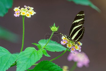 Photo for A closeup of a Zebra Longwing butterfly on the delicate flowerhead of Lantana camara - Royalty Free Image