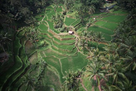 Foto de Una vista aérea de las verdes terrazas de arroz Tegalalang en Bali, Indonesia - Imagen libre de derechos