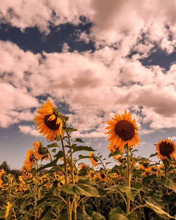 Photo for A vertical shot of a field full of sunflowers under the summer cloudy sky - Royalty Free Image