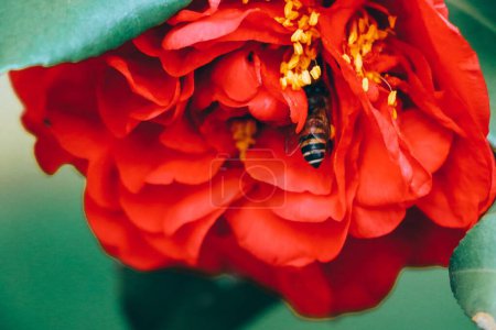 Photo for The close-up view of an Apis andreniformis hiding in the red petals of a camellia - Royalty Free Image