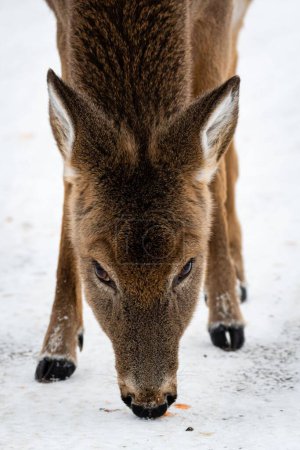 Photo for A close up of a young deer - Royalty Free Image