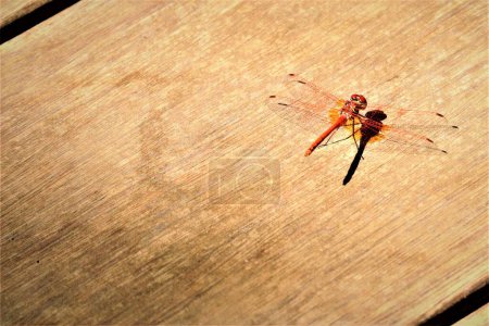 Photo for A closeup of red dragonfly perching on wooden board - Royalty Free Image