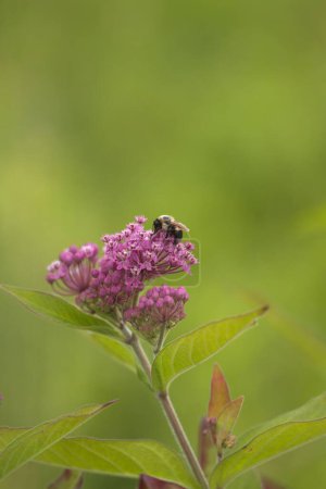 Foto de Un disparo vertical de una abeja sobre una planta de flor de algodoncillo violeta sobre un fondo verde - Imagen libre de derechos
