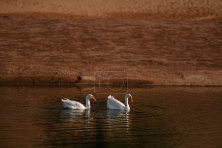Photo for A closeup shot of two white swans swimming on a still lake water in front of a field - Royalty Free Image