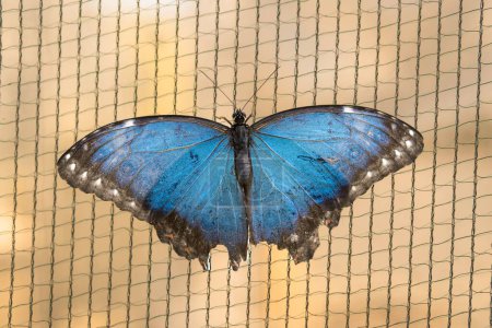 Foto de Un primer plano de Menelao azul morfo mariposa en tela de malla - Imagen libre de derechos