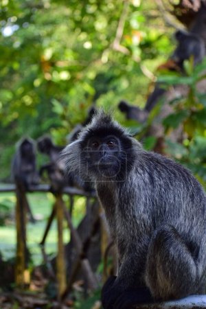 Photo for A vertical shot of a black Macaque Monkey sitting and its family on Kuala Selangor Bridge in the background - Royalty Free Image
