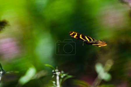 Foto de Una mariposa de Zebra Longwing posada sobre una flor aislada en un fondo borroso - Imagen libre de derechos