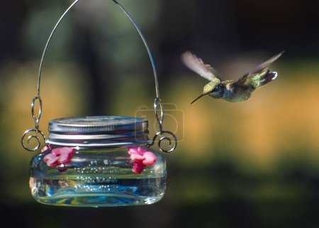 Téléchargez les photos : Un colibri volant vers une mangeoire à oiseaux - en image libre de droit
