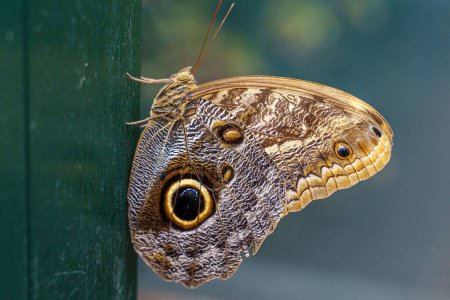 Téléchargez les photos : Un gros plan d'un papillon hypnotiseur, Caligo eurilochus - en image libre de droit