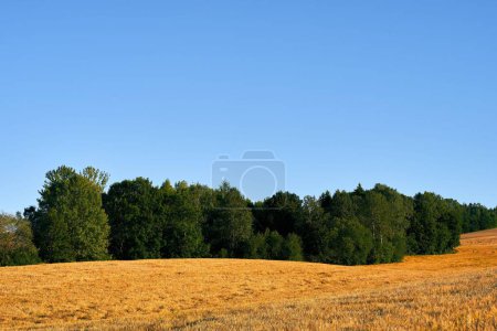 Téléchargez les photos : Un paysage rural avec de courts arbres luxuriants et du blé frais à Toten, en Norvège, par un matin d'été lumineux - en image libre de droit