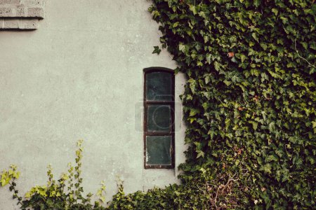 Téléchargez les photos : La vue d'un vieux mur avec une plante grimpante et une fenêtre - en image libre de droit
