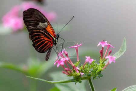Téléchargez les photos : Un facteur papillon nectaring sur une fleur rose avec fond flou - en image libre de droit
