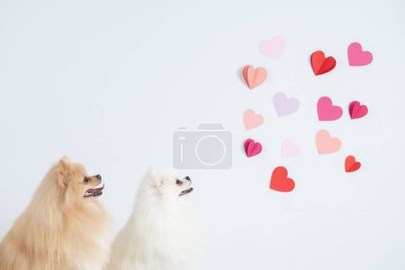 Foto de Una linda pareja de perros Spitz en el estudio con corazones en la pared - Imagen libre de derechos