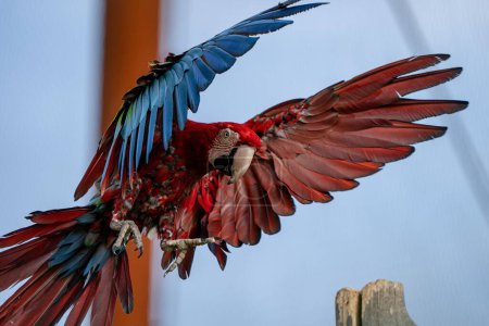 Photo for A beautiful Greenwing macaw flying high in the blue sky - Royalty Free Image