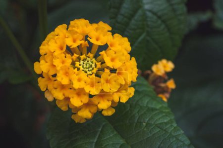 Photo for A closeup of lantana camara flowers - Royalty Free Image