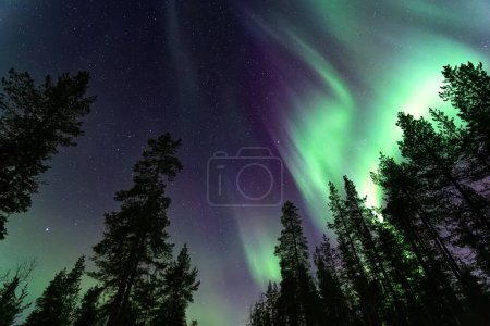 Foto de Un tiro de ángulo bajo de luces del norte verde púrpura sobre un bosque - Imagen libre de derechos