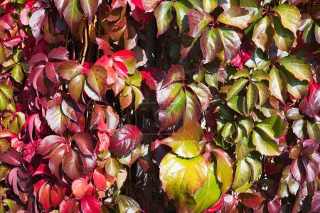 Foto de Hojas rojas de otoño, colores de otoño, planta enredadera ampelopsis - Imagen libre de derechos