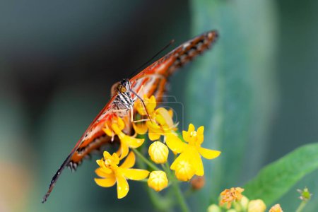 Foto de Una mariposa laca roja alimentándose en el néctar de una flor de vara de oro con fondo borroso - Imagen libre de derechos