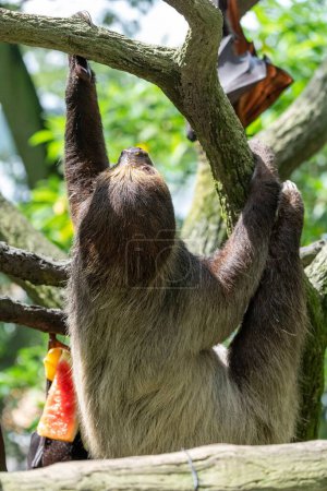 Photo for A vertical shot of a Sloth on a tree branch in Mandai, Singapore - Royalty Free Image