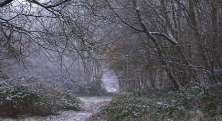 Téléchargez les photos : Les arbres enneigés au parc Sutton à Birmingham par une froide journée d'hiver - en image libre de droit