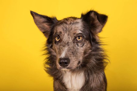 Téléchargez les photos : Portrait d'un adorable chien Border Collie sur fond jaune - en image libre de droit