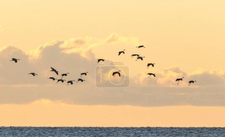 Téléchargez les photos : Un troupeau de grues du Canada survolant l'océan au coucher du soleil - en image libre de droit