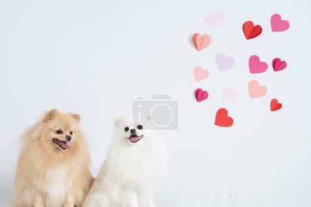 Téléchargez les photos : Un couple de chiens Spitz mignon dans le studio avec des cœurs sur le mur - en image libre de droit