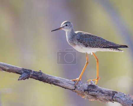Photo for The close-up profile view of a Common redshank perching on a branch - Royalty Free Image
