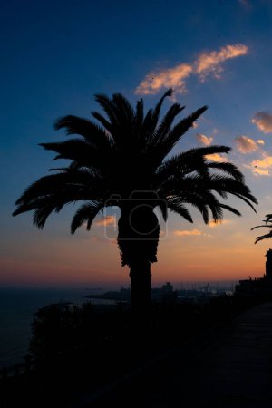 Photo for The palm tree silhouette with sunset sky on the background in Tarragona, Spain - Royalty Free Image