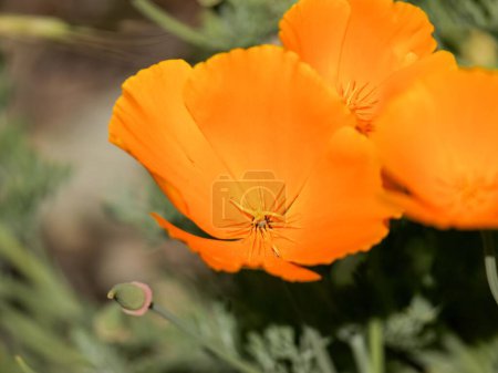 Photo for A closeup of Eschscholzia californica, California poppies. - Royalty Free Image