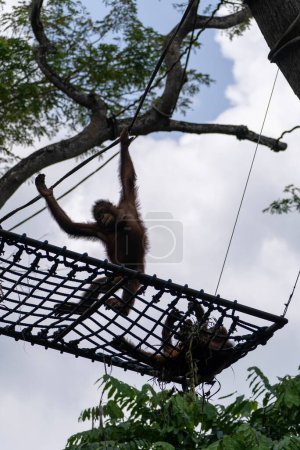 Téléchargez les photos : Plan vertical d'un orang-outan suspendu à une branche - en image libre de droit