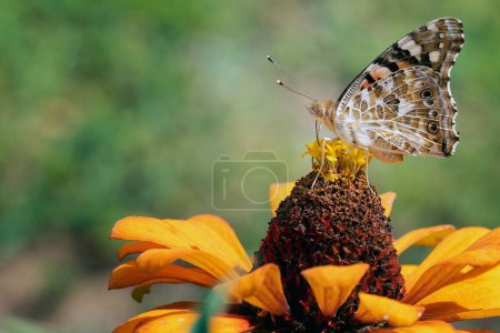 Téléchargez les photos : Un foyer sélectif d'un papillon sur une fleur jaune - en image libre de droit