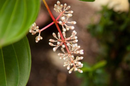 Photo for A closeup of the cocoons of Medinilla (Medinilla) against blurred background - Royalty Free Image