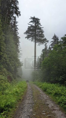 Téléchargez les photos : Vue verticale d'une étroite rue de campagne traversant une forêt verdoyante par une journée brumeuse - en image libre de droit
