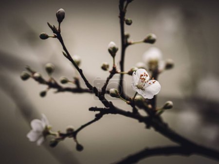 Foto de Un primer plano de flores blancas en el árbol - Imagen libre de derechos