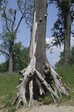 Photo for A vertical shot of dried roots of a tree in a field - Royalty Free Image