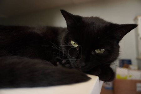 Téléchargez les photos : Un chat noir aux yeux verts - en image libre de droit
