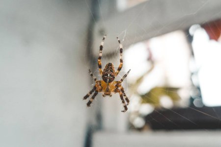 Photo for A macro selective focus shot of a European garden spider (Araneus diadematus) on a spider web - Royalty Free Image