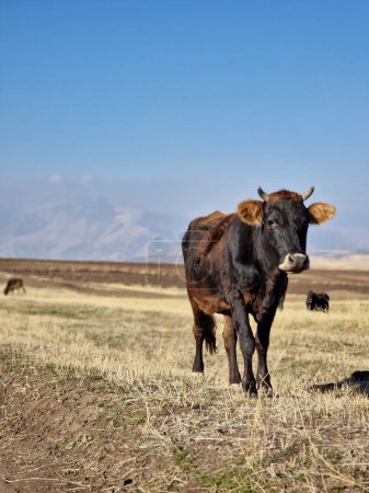Téléchargez les photos : Un coup vertical d'un bétail noir dans le champ - en image libre de droit
