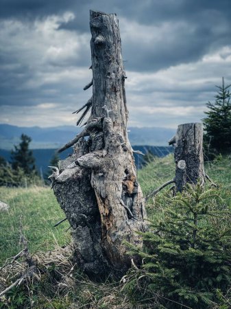 Téléchargez les photos : Plan vertical sélectif d'un tronc d'arbre abandonné et coupé en deux dans un champ vert sous un ciel orageux - en image libre de droit