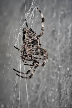 Photo for A vertical grayscale of a garden spider on the cobweb - Royalty Free Image