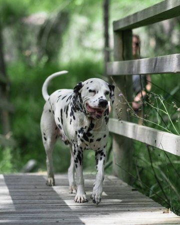 Téléchargez les photos : Un beau chien dalmate marchant sur un pont en bois plan vertical - en image libre de droit