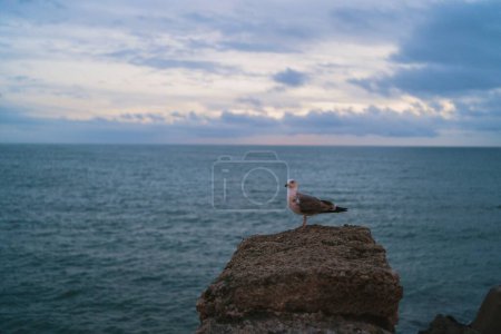 Foto de Una gaviota de patas amarillas de pie sobre una roca sobre el fondo del mar. Larus michahellis. - Imagen libre de derechos