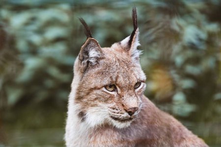 Téléchargez les photos : Portrait d'un majestueux lynx eurasien dans une forêt à la lumière du jour avec un fond flou - en image libre de droit