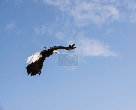 Téléchargez les photos : Un aigle gagne de l'altitude dans le ciel bleu - en image libre de droit