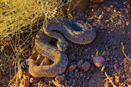 Foto de Un hermoso primer plano de una serpiente de cascabel de diamante occidental en un suelo - Imagen libre de derechos