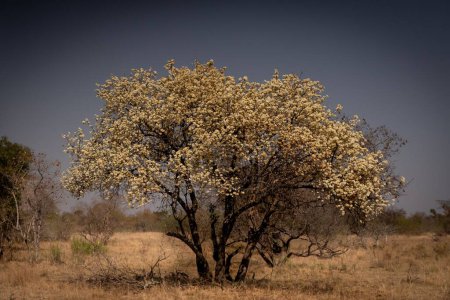 Foto de Un hermoso peral silvestre en la región Bushveld de Sudáfrica - Imagen libre de derechos